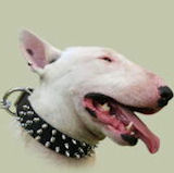 Bull Terrier Collars