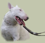 Bull Terrier Leads, Leather dog leashes, nylon dog leads, Bt Leads, training dog leashes, stron dog leashes