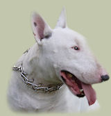 Bull Terrier Prong Collars, Pinch Collars for English Bull Terrier, Curogan Collars for Bull Terrier, Fur Saver collars for Bull Terrier, Chain Collars for Bull Terrier, Choke Collars for Bull Terrier