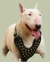 Bull Terrier Collars