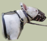 Bull Terrier dog Supplies, Bull Terrier shop, dog training Equipment for English Bull Terrier