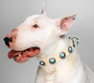Leather Dog Collar for Bull Terrier - with Circles Blue Stones Leather Dog Collar for Bull Terrier - with Circles Blue Stones