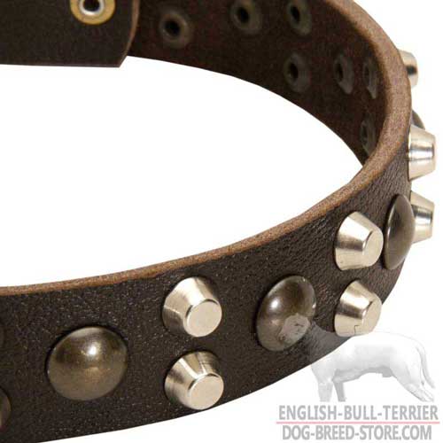 Brass and Nickel Studs on English Bull Terrier Collar
