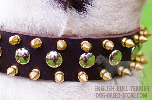 Stylish Studs and Spikes on Leather Bull Terrier Collar