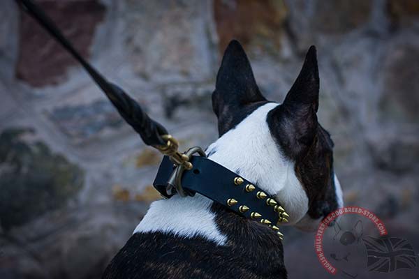 Leather English Bullterrier Collar with Brass D-Ring
