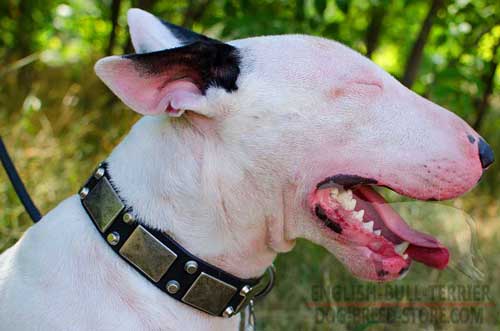Decorated Leather Bull Terrier Collar With Rustless Pyramids And Wide Plates