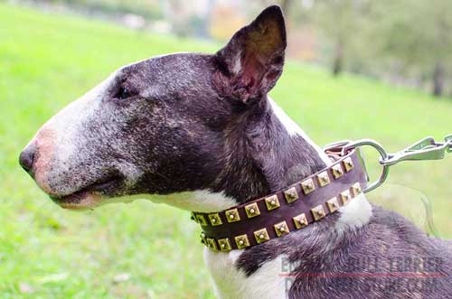 Hand-Decorated Elegant Leather Dog Collar for Bull Terrier