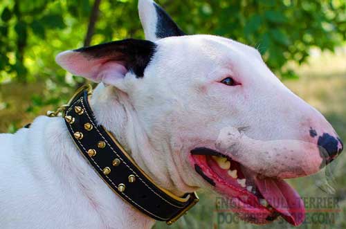 Spiked Leather Bull Terrier Collar Padded with Extra Soft Nappa