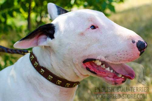 Narrow Leather Dog Collar for Bull Terrier Decorated with Fashion Design Studs