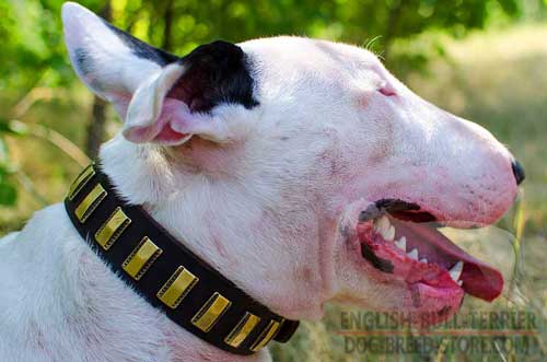 Practical Soft Leather Bull Terrier Collar