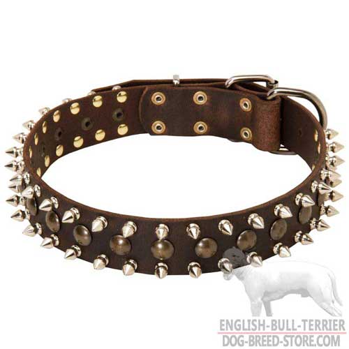 Walking Spiked and Studded Bull Terrier Collar