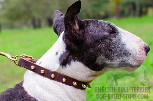 Walking Strong Leather Bull Terrier Collar with Brass Spikes