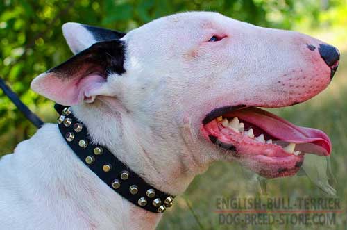 Studded Leather Dog Collar for Bull Terrier Walking