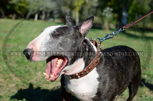 Leather Dog Collar for Bull Terrier Adorned with Metal Studs and Pyramids