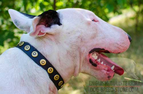 Decorated Leather Bull Terrier Collar with Unique Brass Studs
