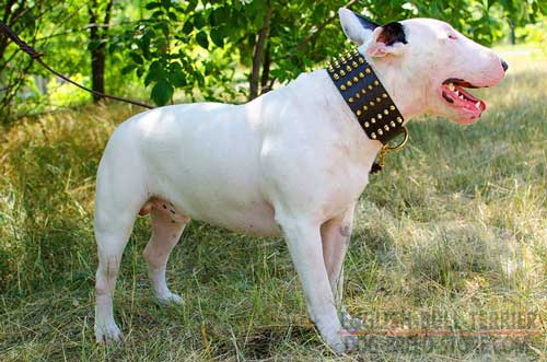 Handmade Wide Leather Bull Terrier Collar Decorated with Spikes