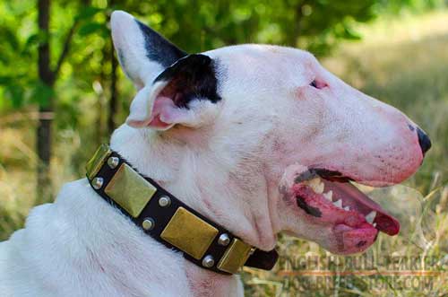 Stylish Leather Bull Terrier Collar With Vintage Decorations