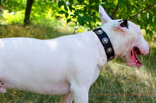 Multifunctional Nylon Bull Terrier Collar With Rustless Decorations
