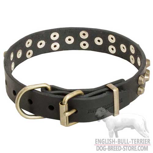 Leather Collar for Bull Terriers, brass-plated hardware