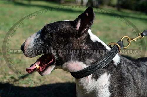 Leather Collar for Bull Terrier decorated