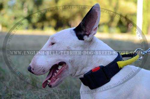 All Weather Nylon Dog Collar for Bull Terrier Training and Walking