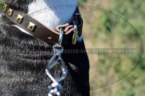 Leather Bull Terrier Collar with Durable Nickel Plated D-Ring for Leash Attachment