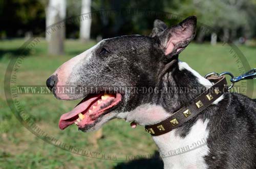 Stylish Leather Bull Terrier Collar with Glamorous Solid Decoration