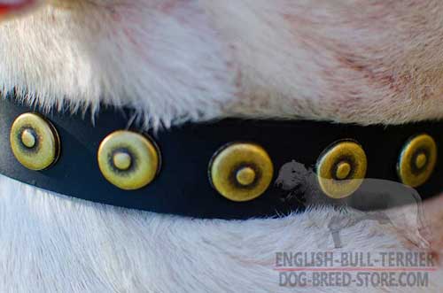 Rustless Brass Circles On Vintage Leather Dog Collar