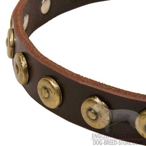 Dotted Brass Circles on Designer Leather Dog Collar for Walking in Style