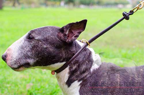 Round Leather English Bull Terrier Choke Collar for Training Sessions