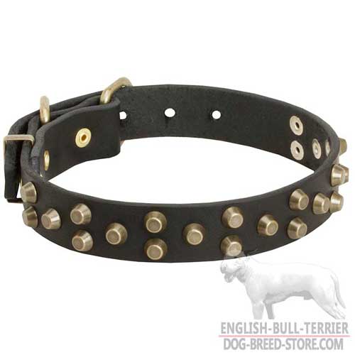 Leather Collar for Bull Terrier walking