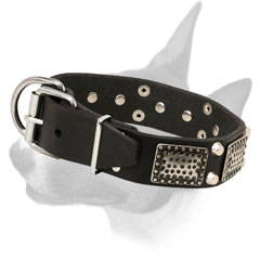 Leather English Bull Terrier collar with buckle
