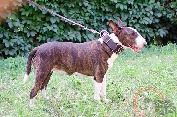 English Bullterrier brown leather collar extra wide with traditional buckle for walking