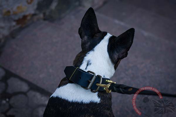 English Bullterrier black leather collar with duly riveted spikes for safe walking