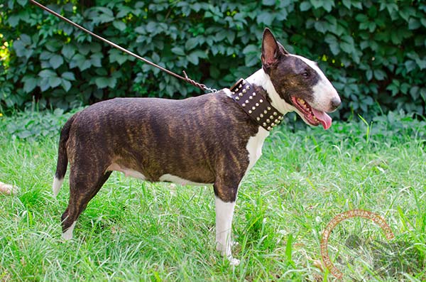 English Bullterrier brown leather collar with rust-resistant fittings for improved control