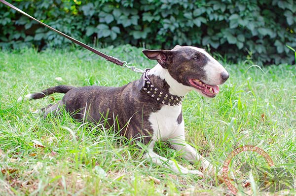English Bullterrier brown leather collar with rust-proof nickel plated hardware for basic training
