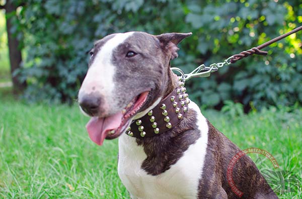 English Bullterrier brown leather collar adjustable  with traditional buckle for safe walking