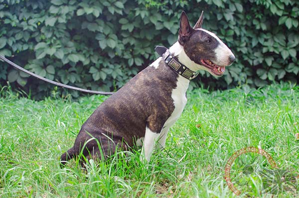 English Bullterrier black leather collar of high quality with studs for stylish walks