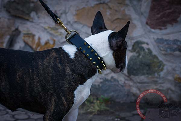English Bullterrier black leather collar with reliable brass plated hardware for basic training
