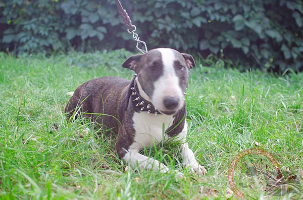 English Bullterrier brown leather collar easy-to-adjust adorned with spikes and studs  for safe walking