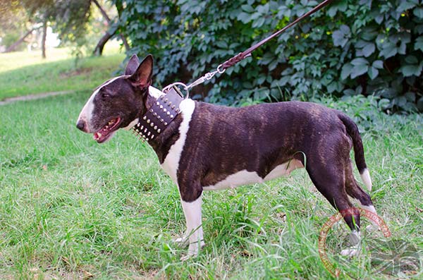 English Bullterrier brown leather collar snugly fitted with d-ring for leash attachment for daily walks