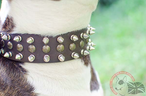 Leather English Bullterrier Collar with Studs and Spikes