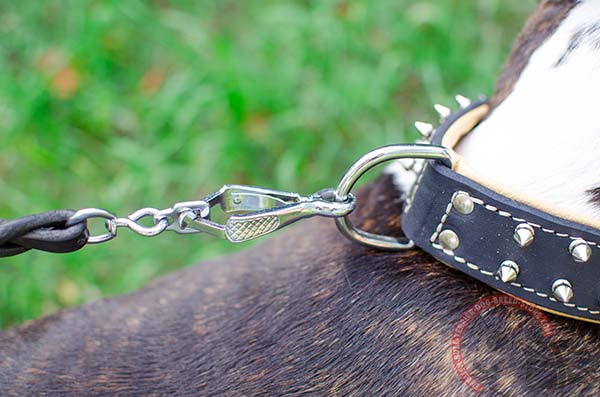 Leather English Bullterrier collar with nickel fittings for walks