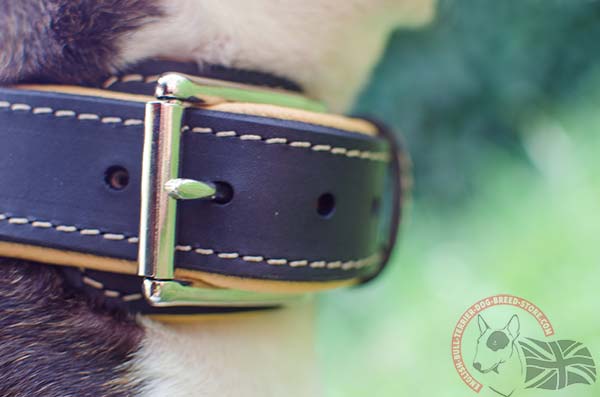 Decorated English Bullterrier collar with rust proof hardware