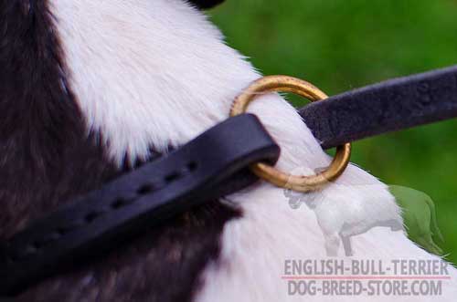Solid Brass O-Ring on Leather Dog Choke Collar for Lead Attachment