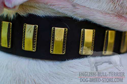 Vertical Brass Plates On Designer Leather Dog Collar for Stylish Walks