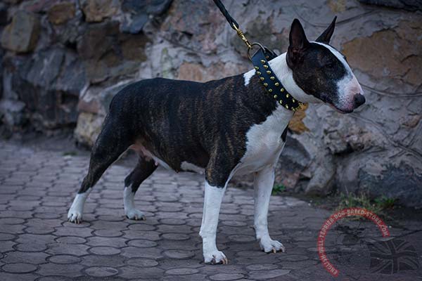 Wide Leather English Bullterrier Collar