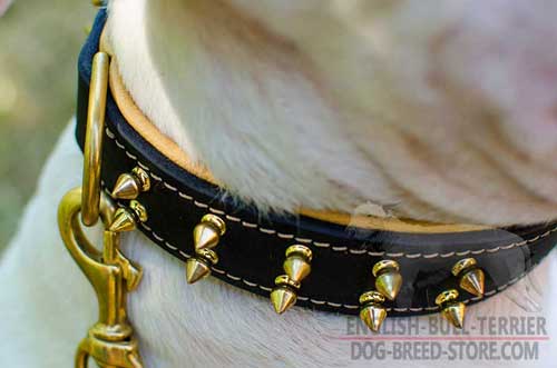 Solid Brass Spikes On Leather Dog Collar