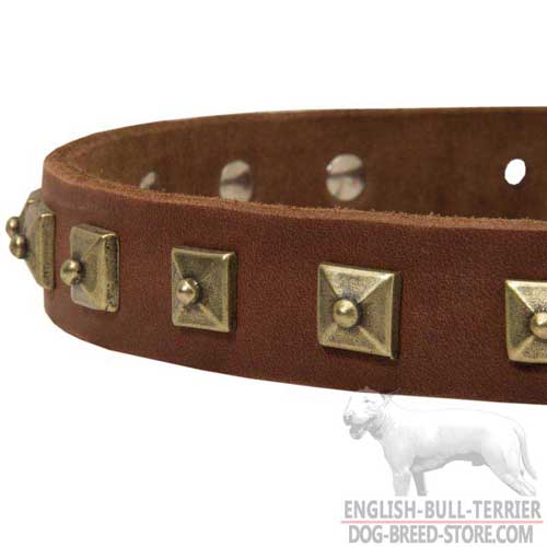Extraordinary Brass Studs on Fancy Leather Dog Collar