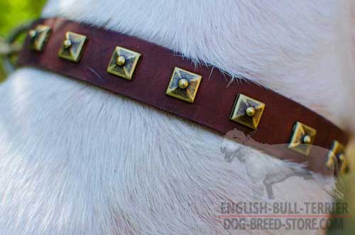 Gold-Like Brass Studs on Fashion Narrow Leather Dog Collar